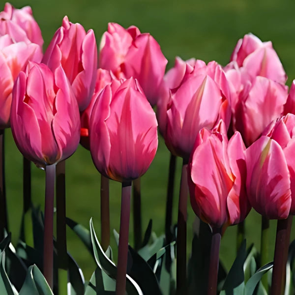 6  bulbi di TULIPANI PRETTY PRINCESS 11/12