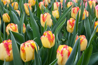 8 bulbi di TULIPANI CAPE TOWN 11/12