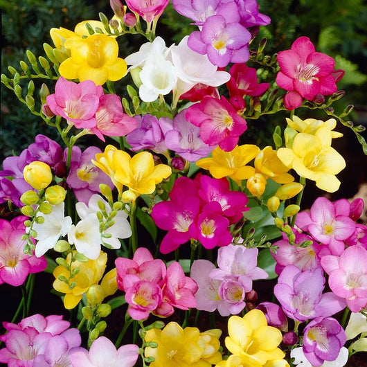 10 bulbi di FREESIA SINGLE MIXED 5/6
