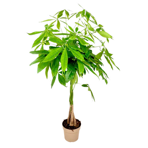 Pachira acquatica albero della fortuna tronco intrecciato in vaso 17 AMDGarden