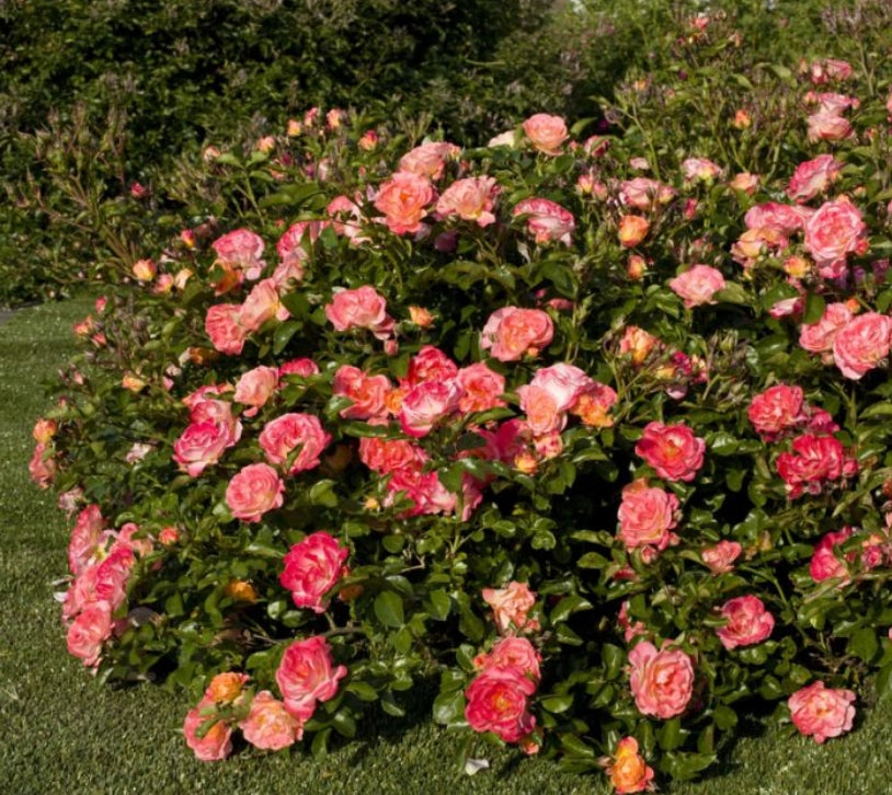 Gardenaria Rosa 'Peach drift' Meilland - Rosa da giardino Altezza: 30/40 cm (vaso19)