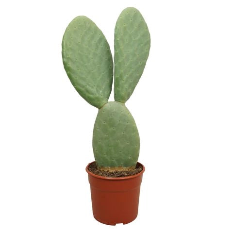 Pianta di Opuntia Titania in vaso 22 cm – Cactus ornamentale e decorativo