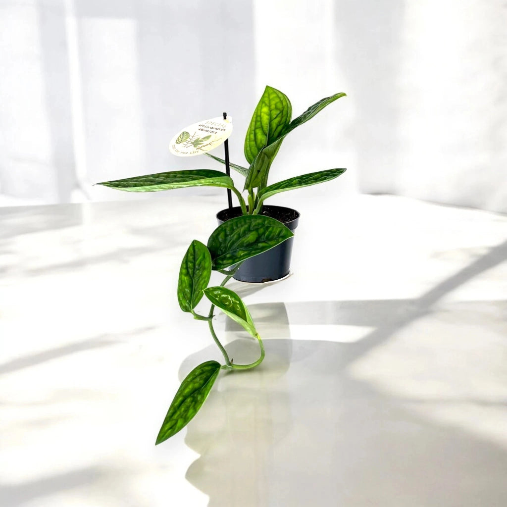 Gardenaria Monstera obliqua 'Peru' - Pianta da interno ornamentale Altezza: 25 cm (vaso 12)