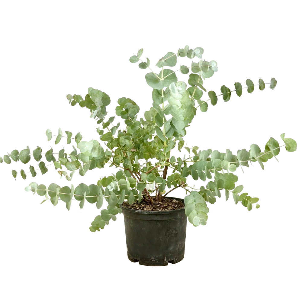 Pianta di Eucalipto profumato EUCALIPTUS GUNNII siepi e bordure IN VASO 18 cm