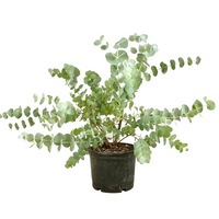 Pianta di Eucalipto profumato EUCALIPTUS GUNNII siepi e bordure IN VASO 18 cm