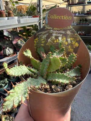 Pianta di Euphorbia stellata succulenta (pianta grassa) vaso 10