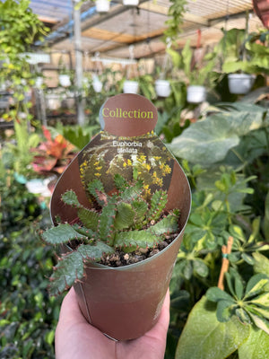 Pianta di Euphorbia stellata succulenta (pianta grassa) vaso 10