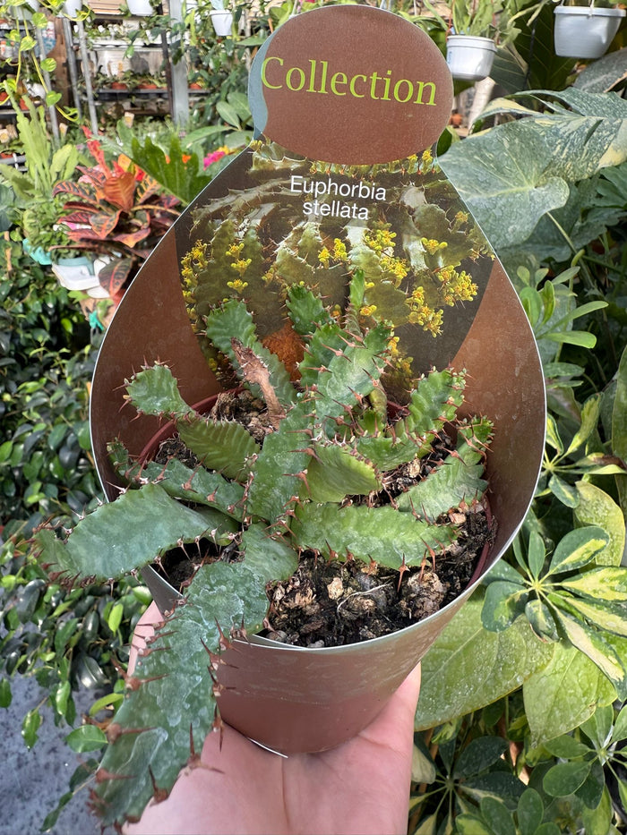Pianta di Euphorbia stellata succulenta (pianta grassa) vaso 10