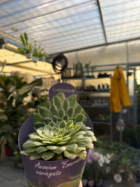 Aeonium  variegato “Emerald Ice” succulenta vaso 10