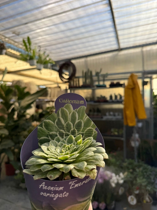 Aeonium  variegato “Emerald Ice” succulenta vaso 10