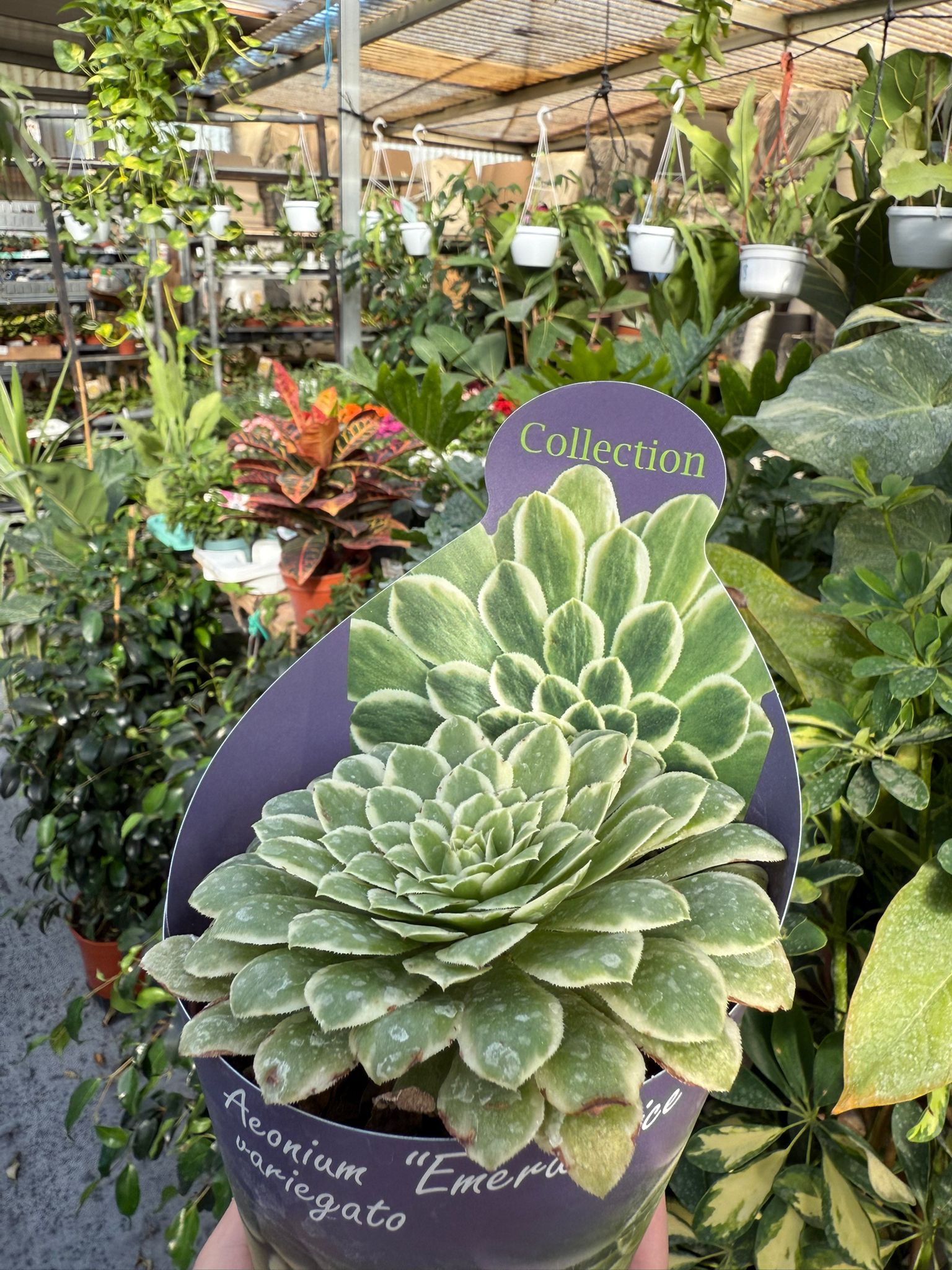 Aeonium  variegato “Emerald Ice” succulenta vaso 10