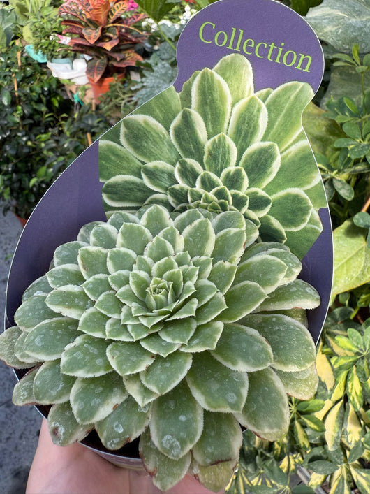 Aeonium  variegato “Emerald Ice” succulenta vaso 10