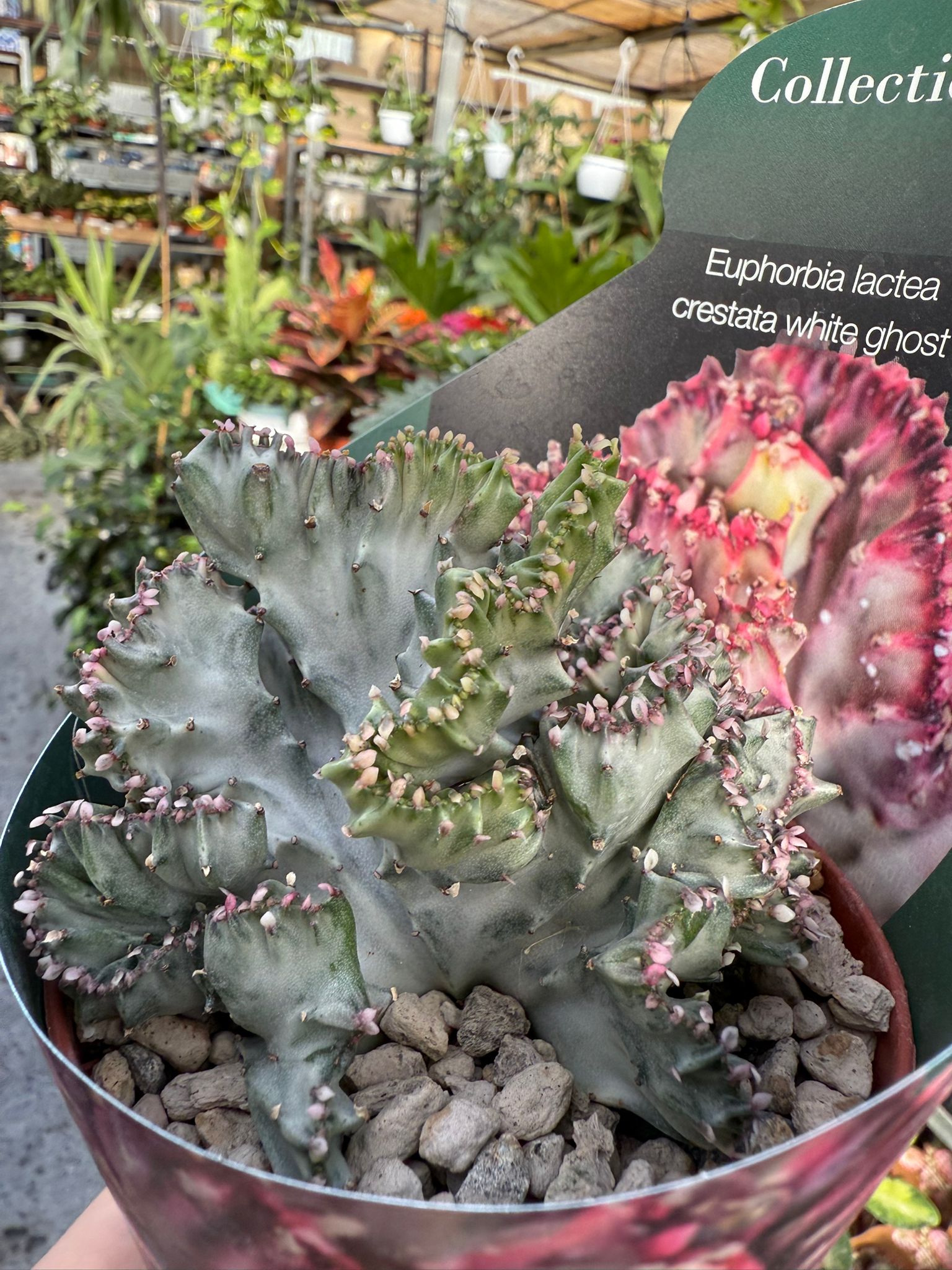 Pianta di euphorbia lactea crestata white ghost succulenta(pianta grassa)vaso 10