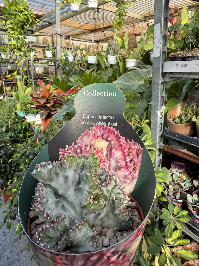 Pianta di euphorbia lactea crestata white ghost succulenta(pianta grassa)vaso 10