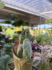 pianta di opuntia reticulata cobra succulenta (pianta grassa) vaso 8