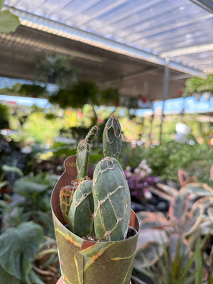 pianta di opuntia reticulata cobra succulenta (pianta grassa) vaso 8