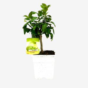 Limone mandarino Limomandarino Limetta Rossa alberetto in vaso 14 cm AMDGarden