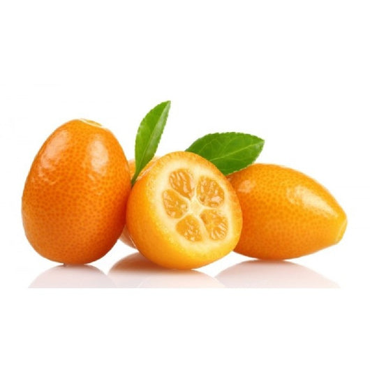 PIANTA ALBERO KUMQUAT mandarino cinese FORTUNELLA IN VASO 18CM H60cm AMDGarden