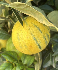 Arancio Variegato H 70 CM in vaso 20 cm AMDgarden