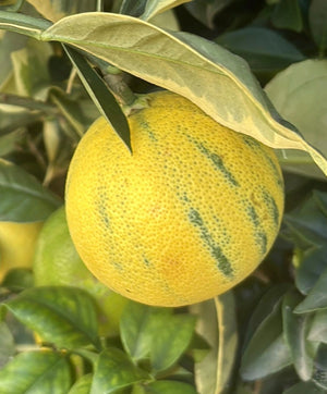 Arancio Variegato H 70 CM in vaso 20 cm AMDgarden