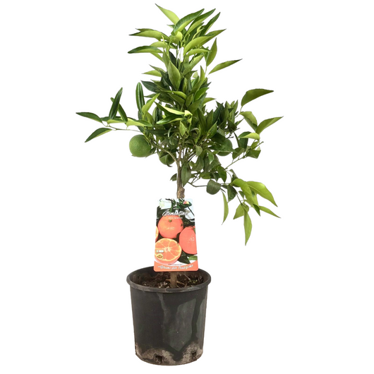 Clementino di Sicilia alberetto H 60 cm in vaso 18 cm AMDgarden