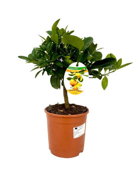 Pianta di CALAMONDINO mandarino nano agrume IN VASO 18 CM h40/70 cm AMDGarden