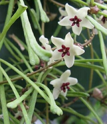 pianta di hoya retusa (pianta grassa)