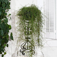 pianta di hoya retusa (pianta grassa)