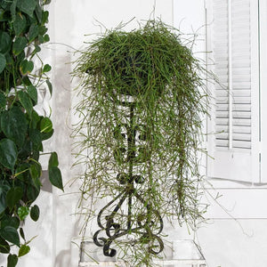 pianta di hoya retusa (pianta grassa)