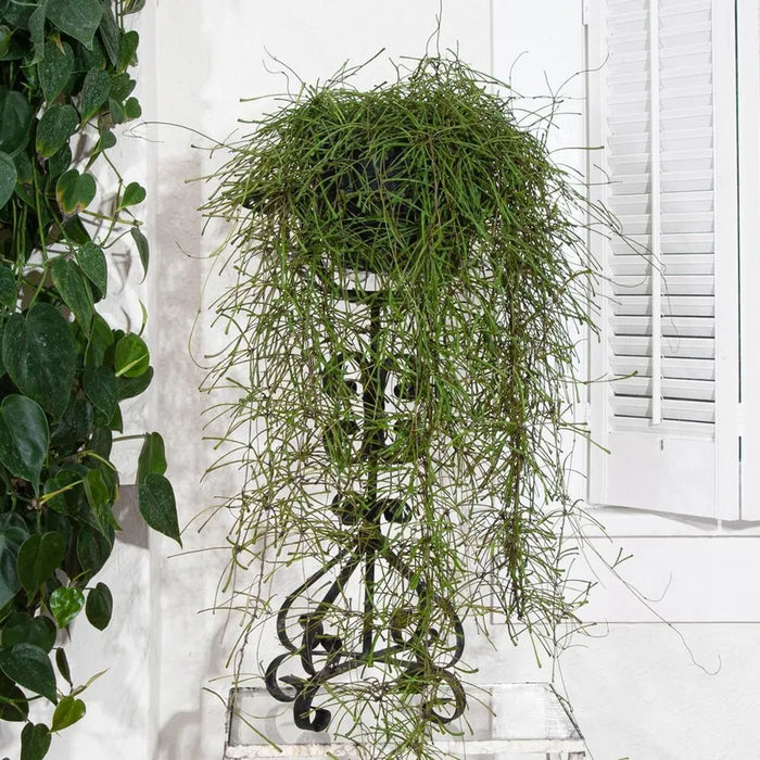 pianta di hoya retusa (pianta grassa)