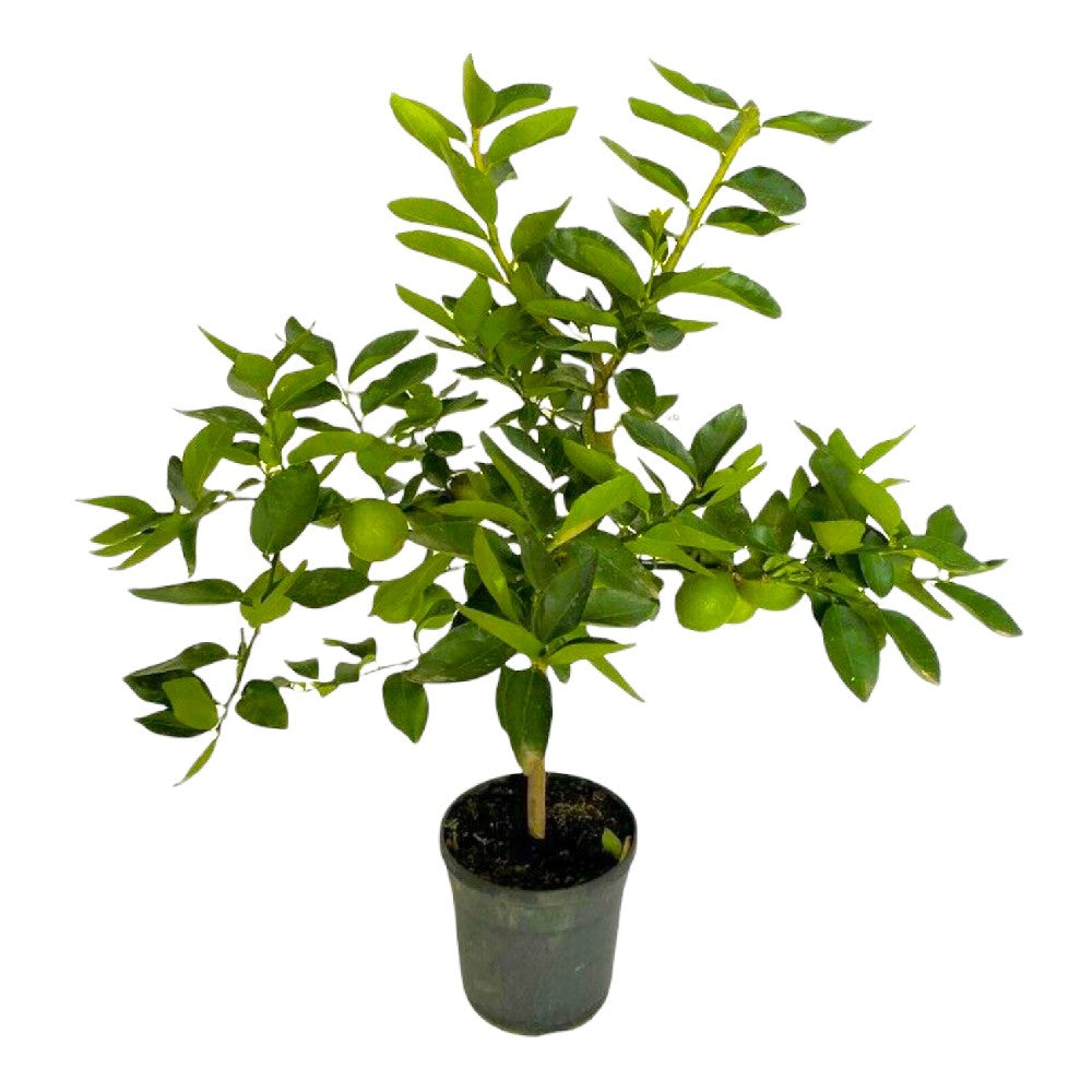 Lime di Tahiti alberetto  h 70 in vaso 18 cm AMDGarden