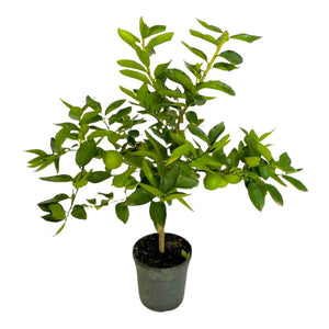 Lime di Tahiti alberetto  h 70 in vaso 18 cm AMDGarden