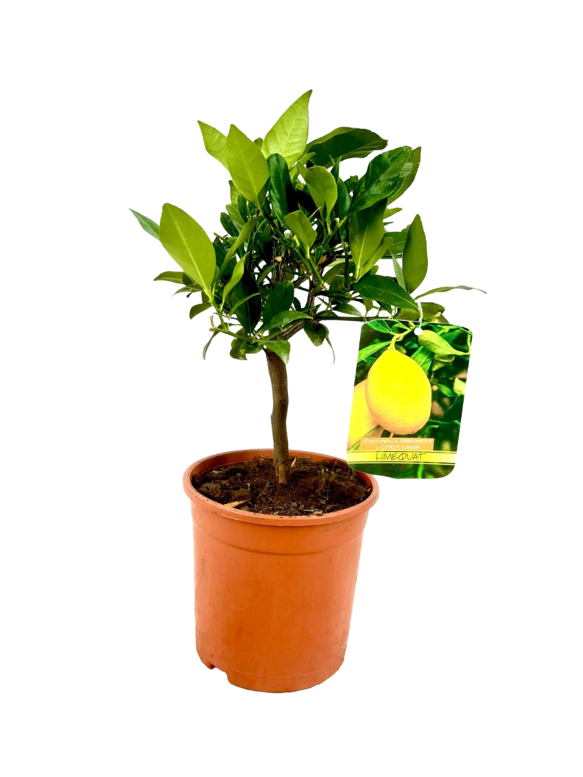 Pianta di LIMEQUAT aurantifolia margarita MESSICANO VASO cm 18 h 60cm AMDGarden
