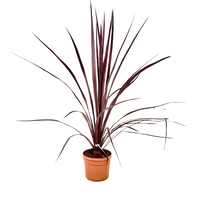 Cordyline Electric Pink  h 70 cm in vaso 18 cm AMDGarden