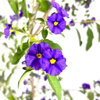 Pianta di Solanum Rantonetti GELSOMINO DEL PARAGUAY CIELO STELLATO h150 CM