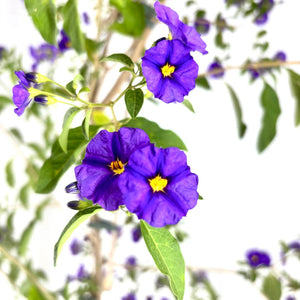 Pianta di Solanum Rantonetti GELSOMINO DEL PARAGUAY CIELO STELLATO h150 CM