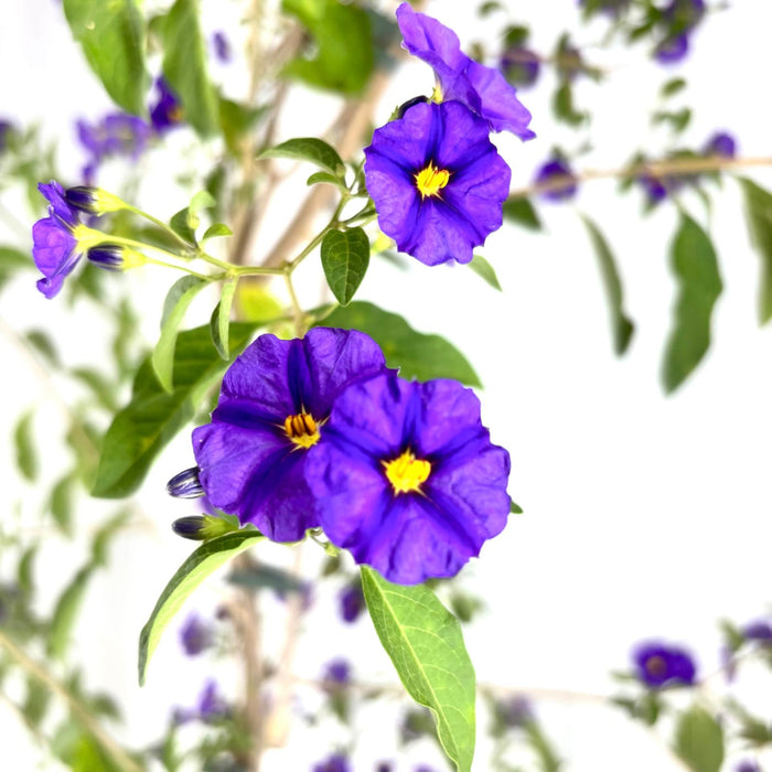 Pianta di Solanum Rantonetti GELSOMINO DEL PARAGUAY CIELO STELLATO h150 CM
