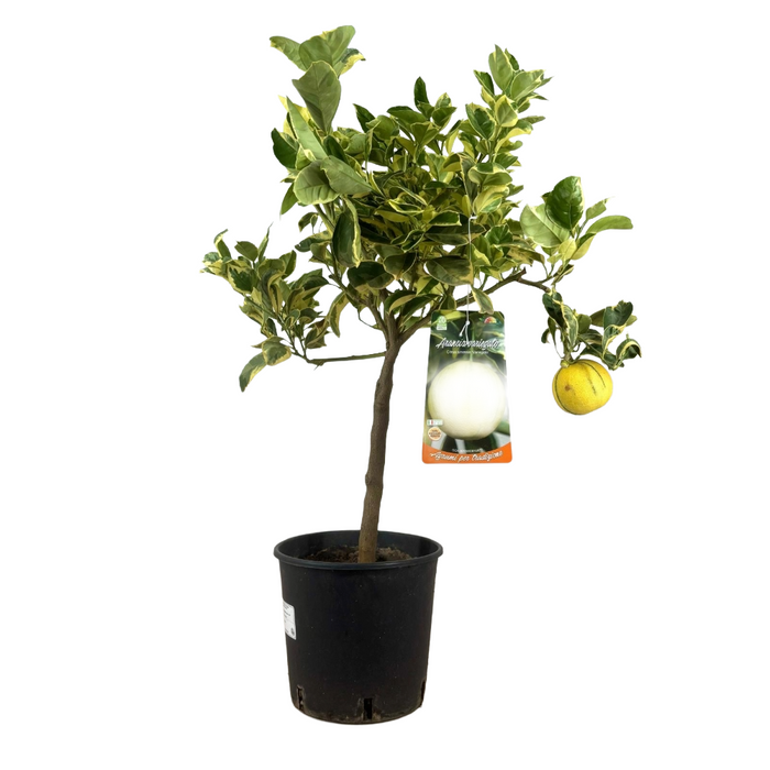 Arancio Variegato H 70 CM in vaso 20 cm AMDgarden