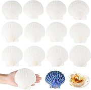 Decorazione con 12 grandi conchiglie bianche, 10-11 cm - Conchiglie per decorazione cucina e artigianato - Kit di conchiglie per DIY - Materiale di artigianato conchiglie naturali