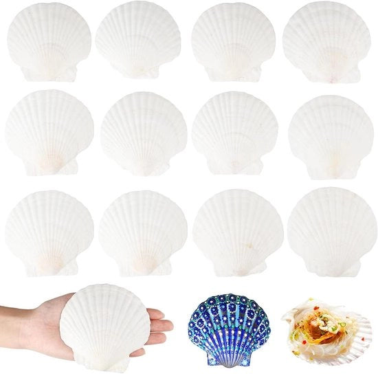 Decorazione con 12 grandi conchiglie bianche, 10-11 cm - Conchiglie per decorazione cucina e artigianato - Kit di conchiglie per DIY - Materiale di artigianato conchiglie naturali