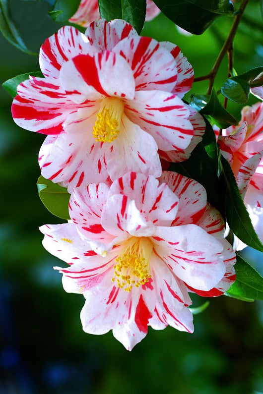 Pianta di Camellia japonica 'Peppermint' vaso 18