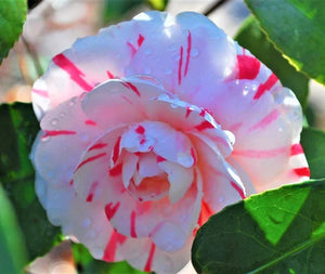 Pianta di Camellia japonica 'Peppermint' vaso 18