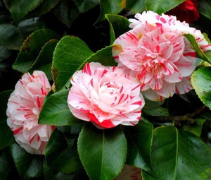 Pianta di Camellia japonica 'Peppermint' vaso 18
