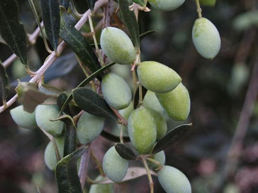 pianta di olivo Koroneiki in vaso diametro 18