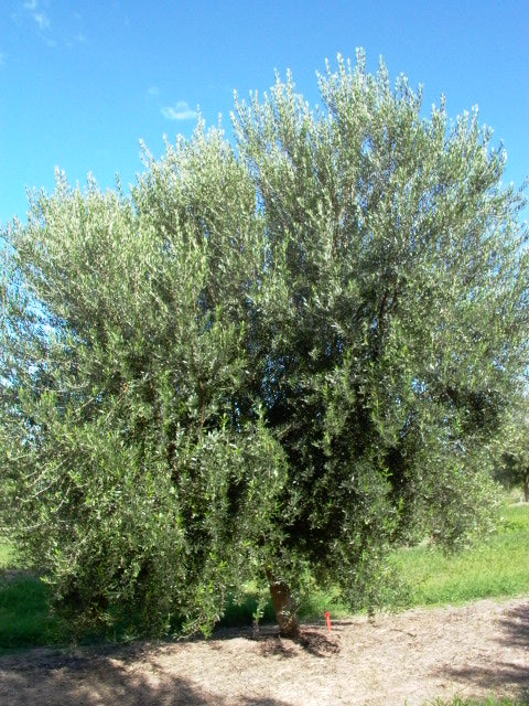 pianta di olivo Koroneiki in vaso diametro 18