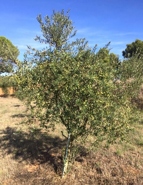 pianta di olivo Arbosana in vaso diametro 18