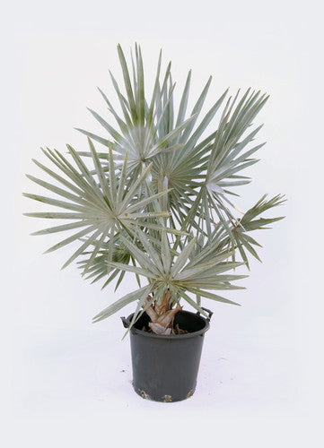 Bismarckia nobilis - Bismarkia nobilis vaso 20