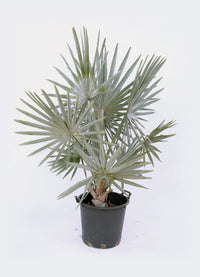 Bismarckia nobilis - Bismarkia nobilis vaso 20