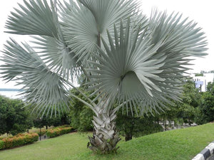 Bismarckia nobilis - Bismarkia nobilis vaso 20