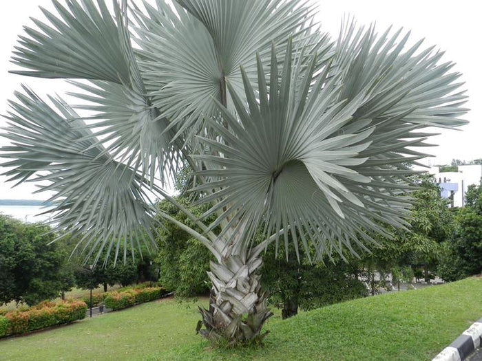 Bismarckia nobilis - Bismarkia nobilis vaso 20